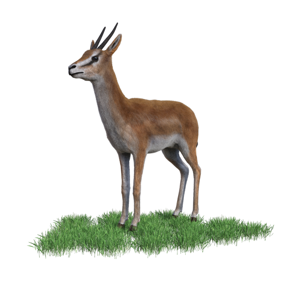 Gazelle animal isolated png