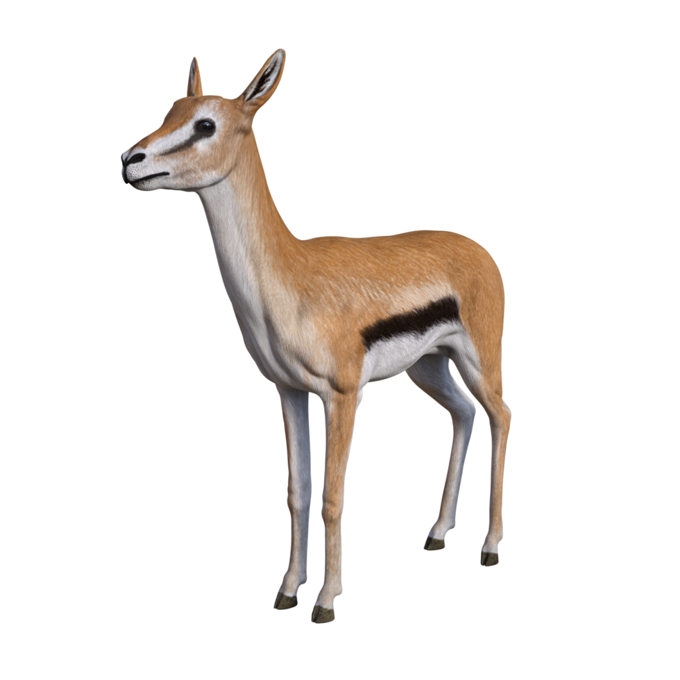 Gazelle animal isolated png