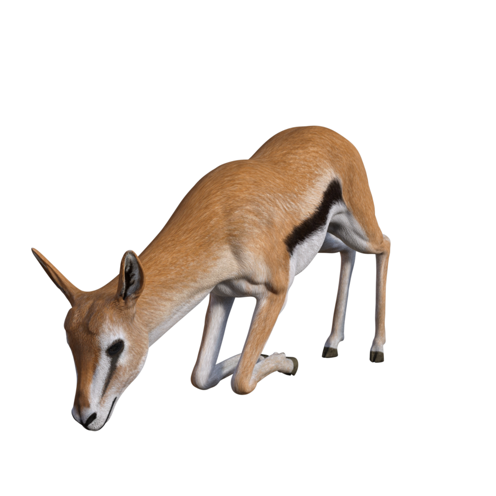Gazelle animal isolated png