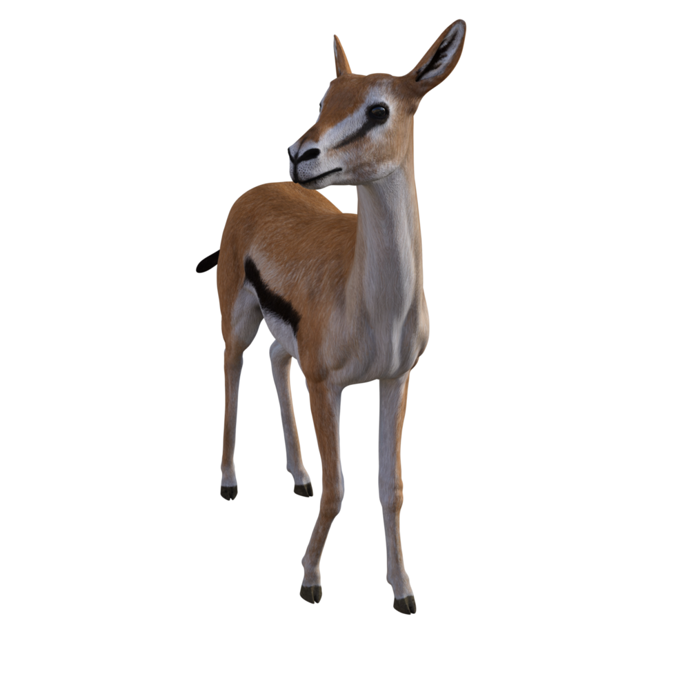Gazelle animal isolated png
