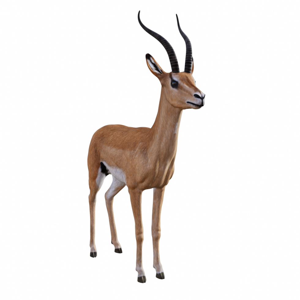 gazzella animale isolato png