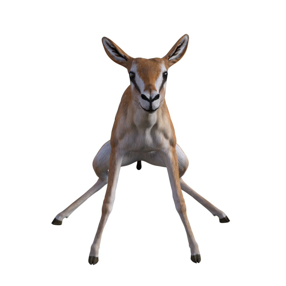 Gazelle animal isolated png