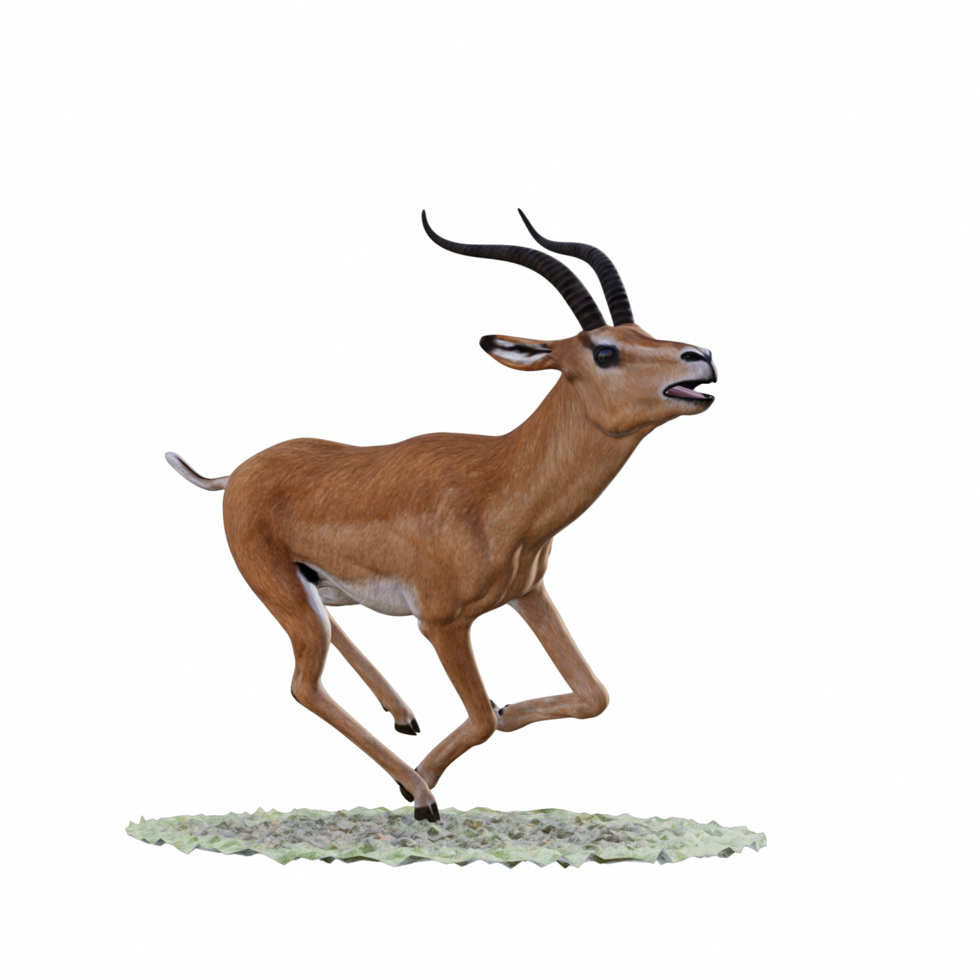 Gazelle animal isolated png