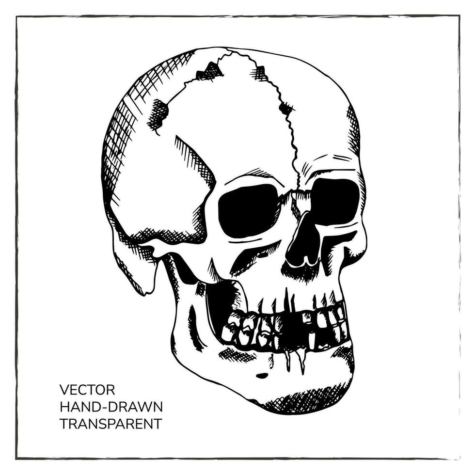 Hand drawn human skull. Sketch human skeleton dead head halloween engraving vector illustration. Evil and frightening face with deteriorated teeth.