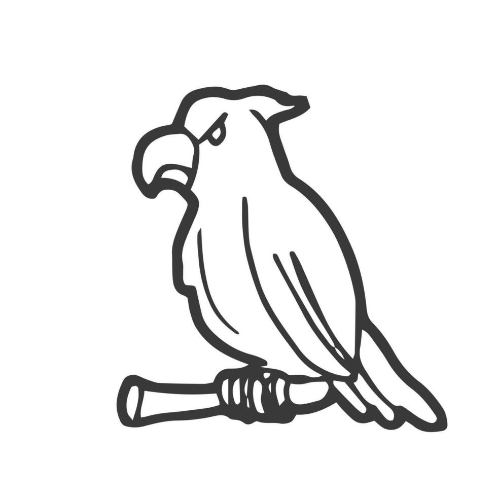 Doodle Parrot in vector. Isolated vector sketch