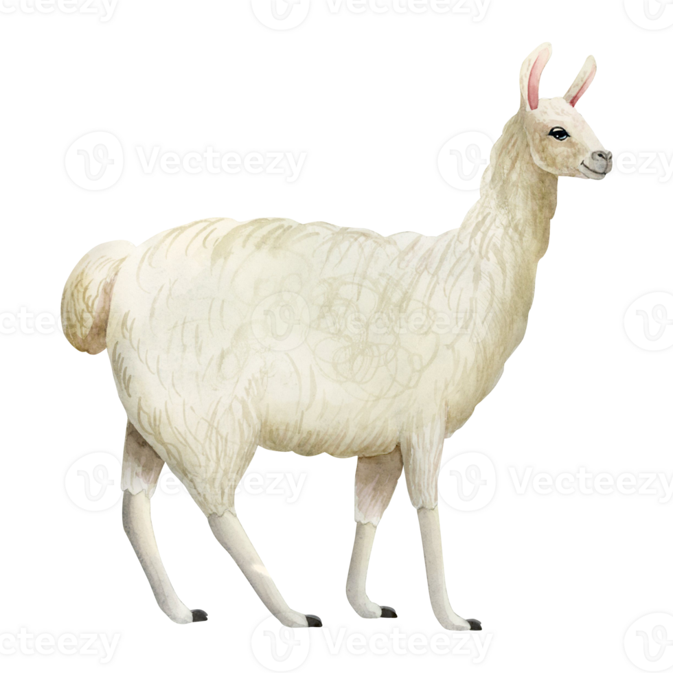 White llama alpaca watercolor hand drawn illustration. Cute mammal animal painting for design, print or wall art png