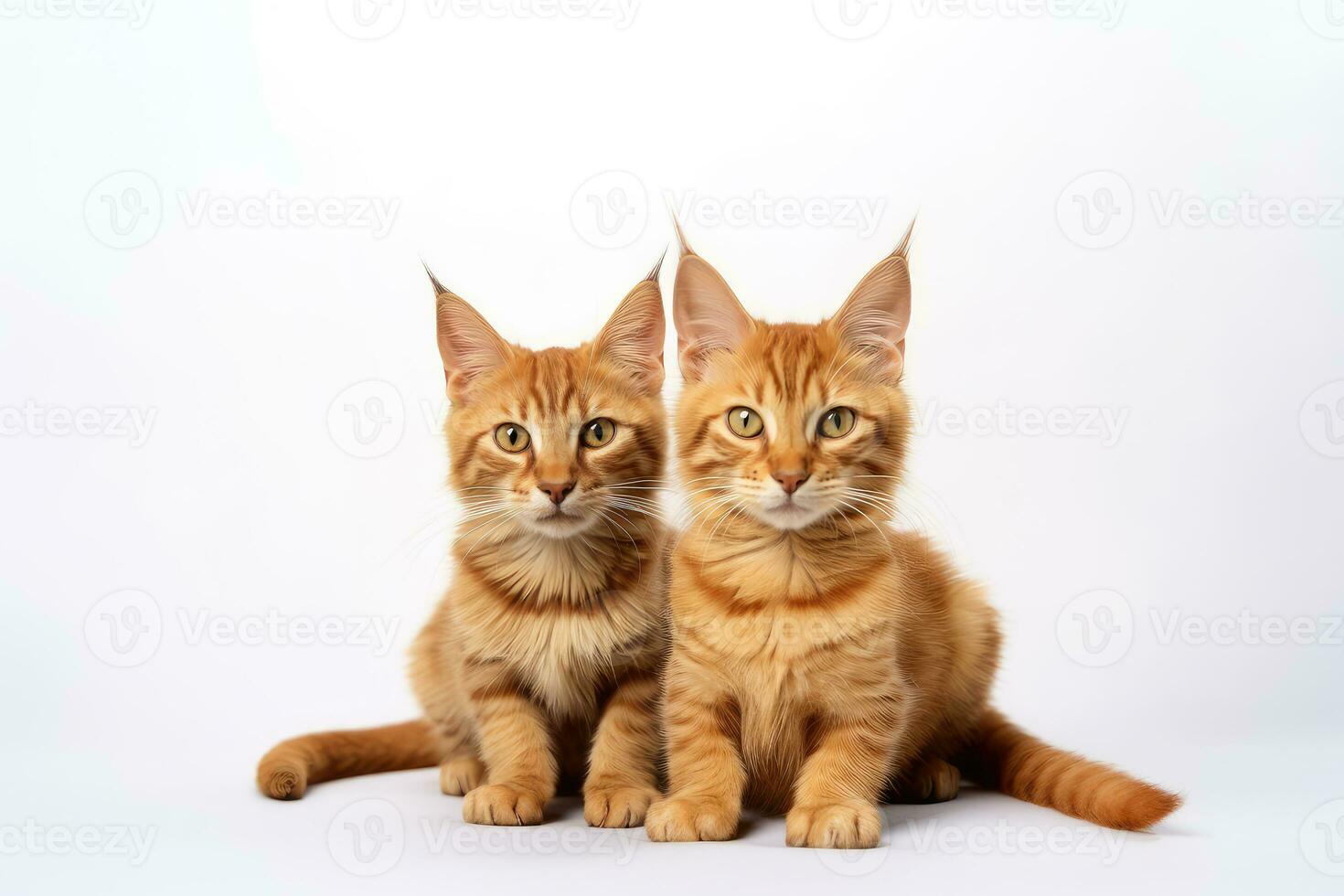 Generative AI technology. Two red cats. photo
