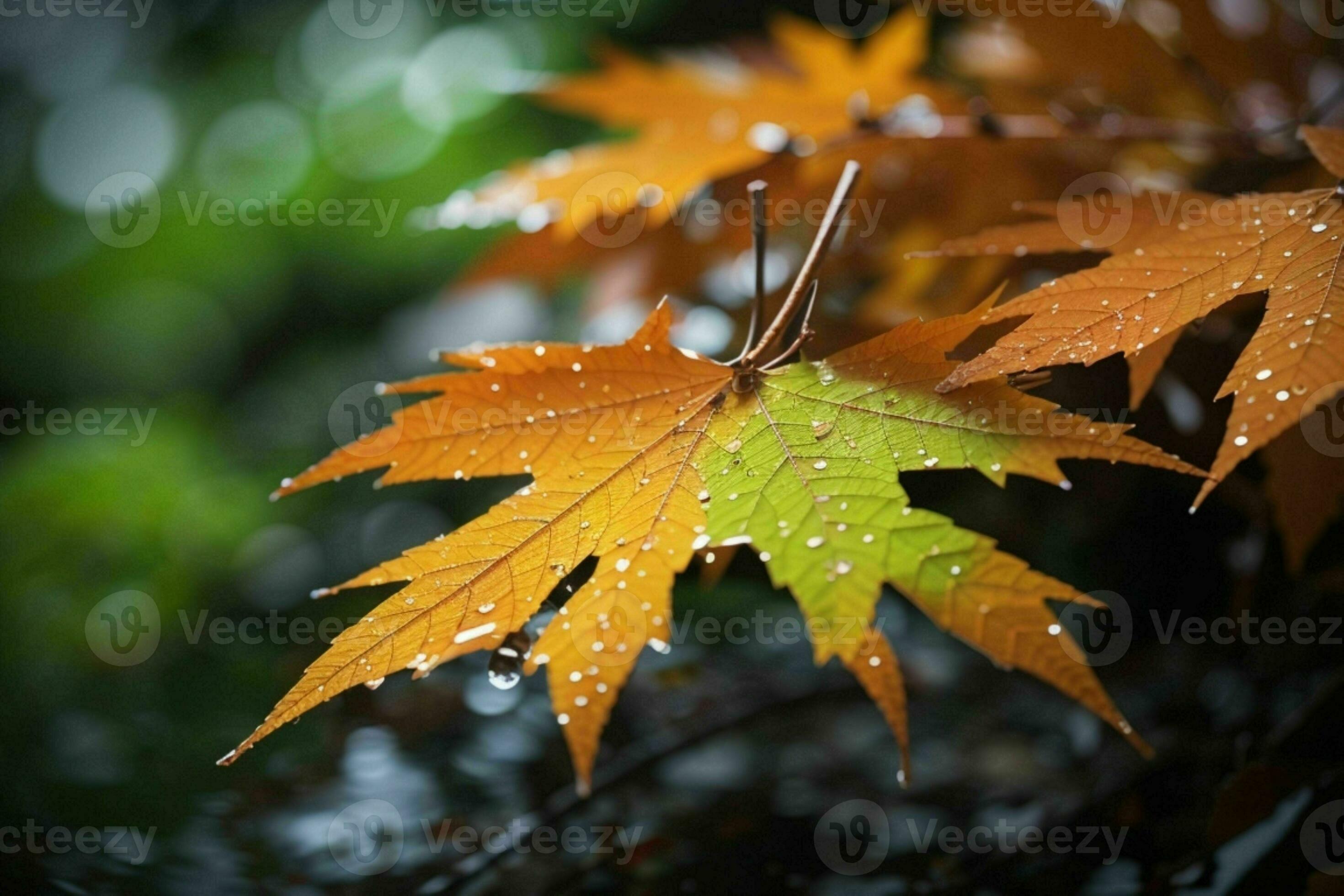 Close up macro photography of wet leaves in the rainy season. Pro Photo