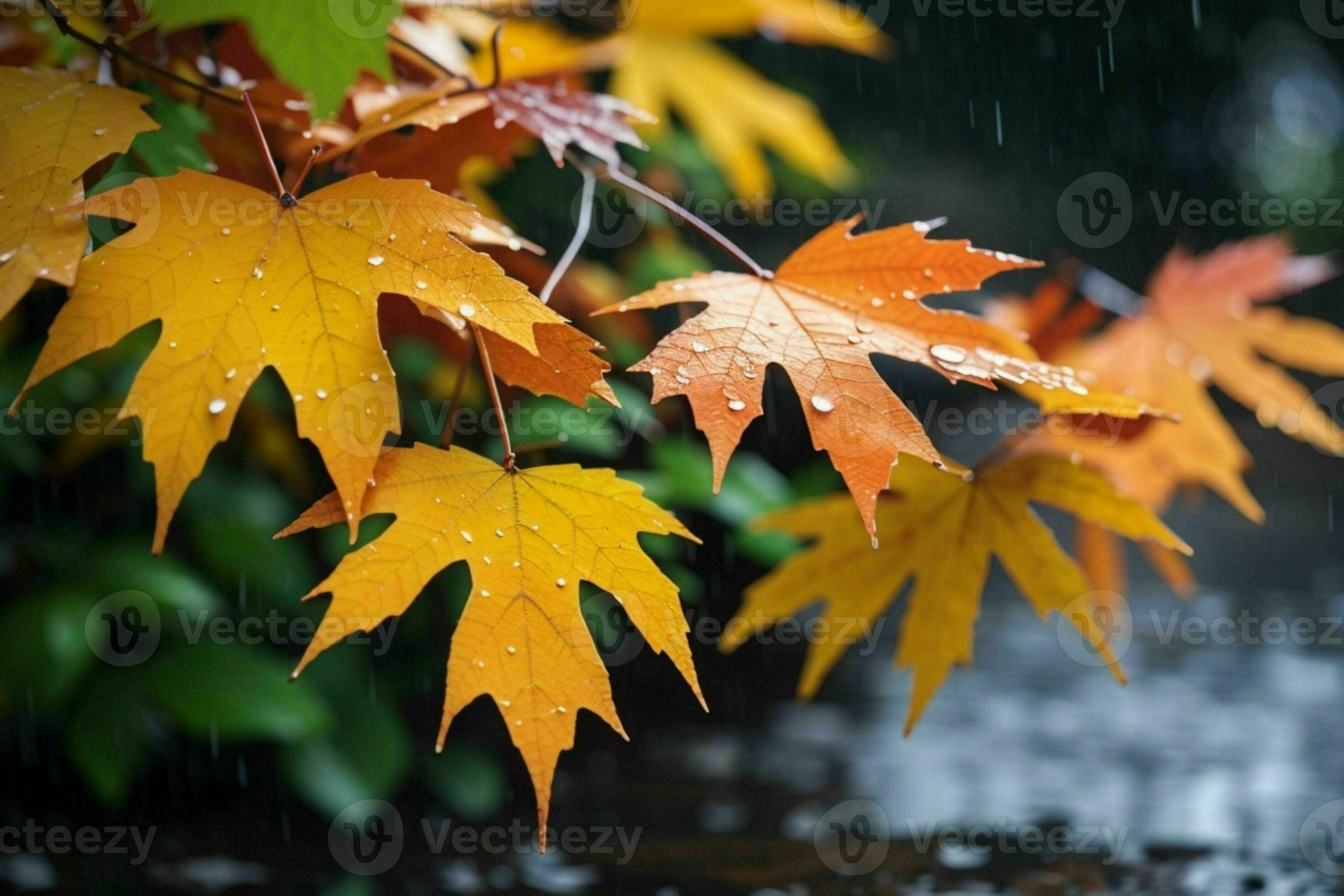 Close up macro photography of wet leaves in the rainy season. Pro Photo