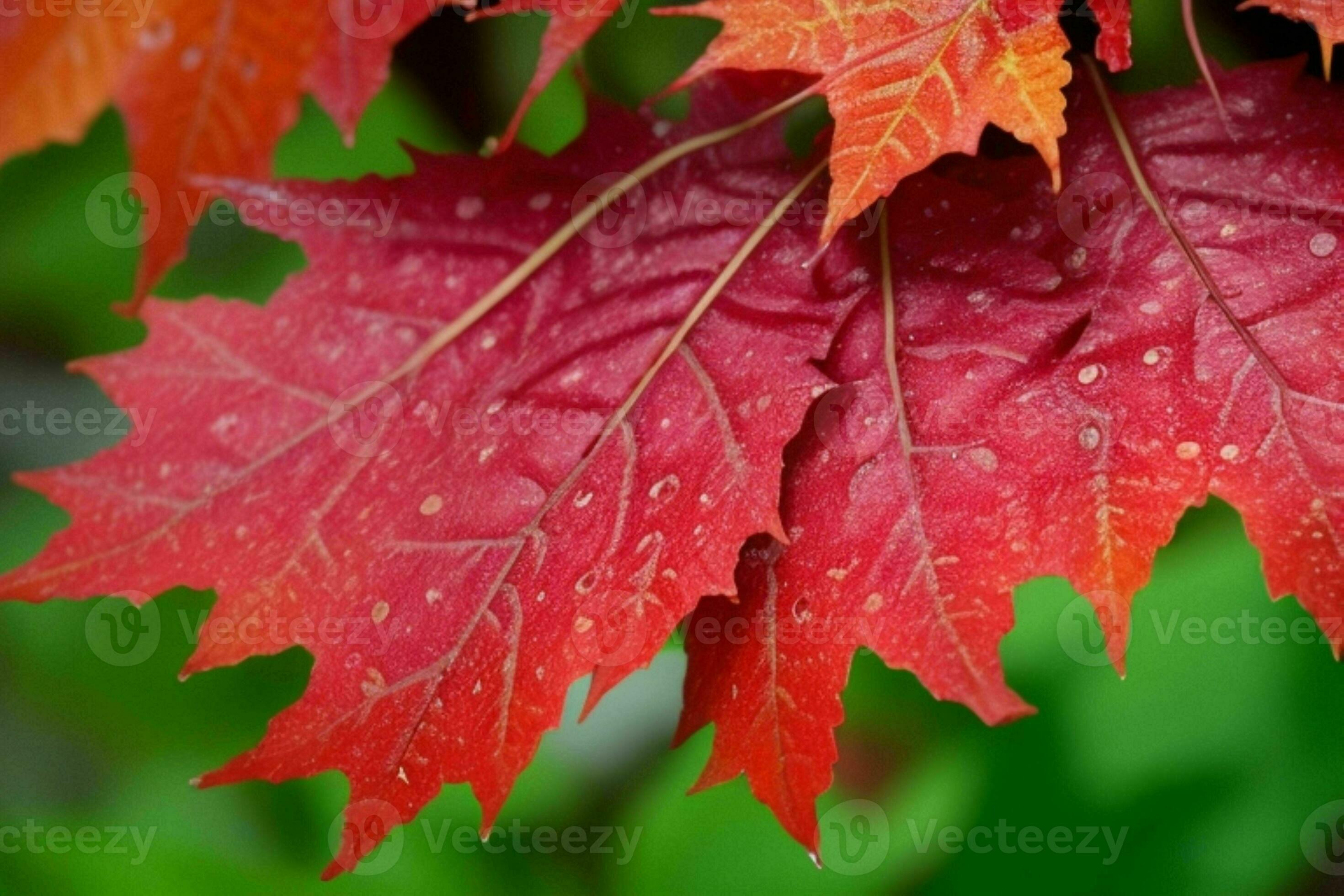 Close up macro photography of wet leaves in the rainy season. Pro Photo