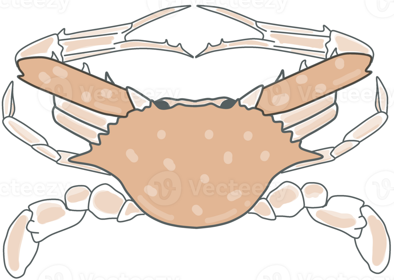 illustration of crab png