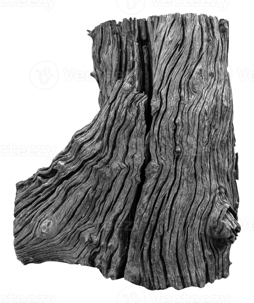 Tree stump PNG