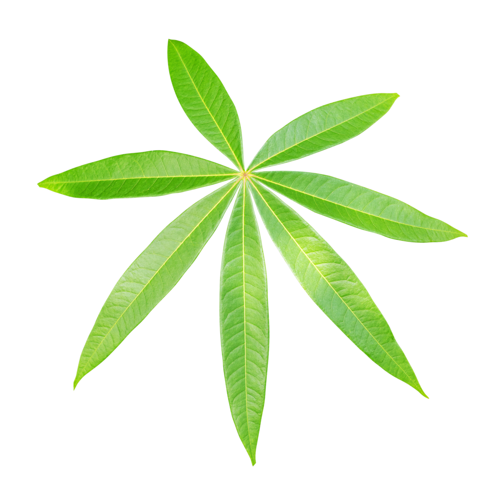 Cassava leaf PNG