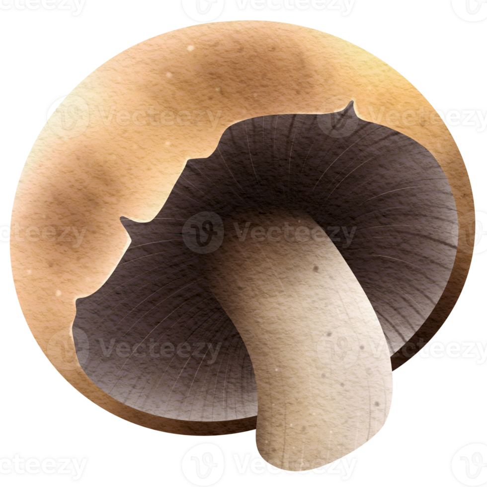 This picture is drawn and painted to look like mushroom. png
