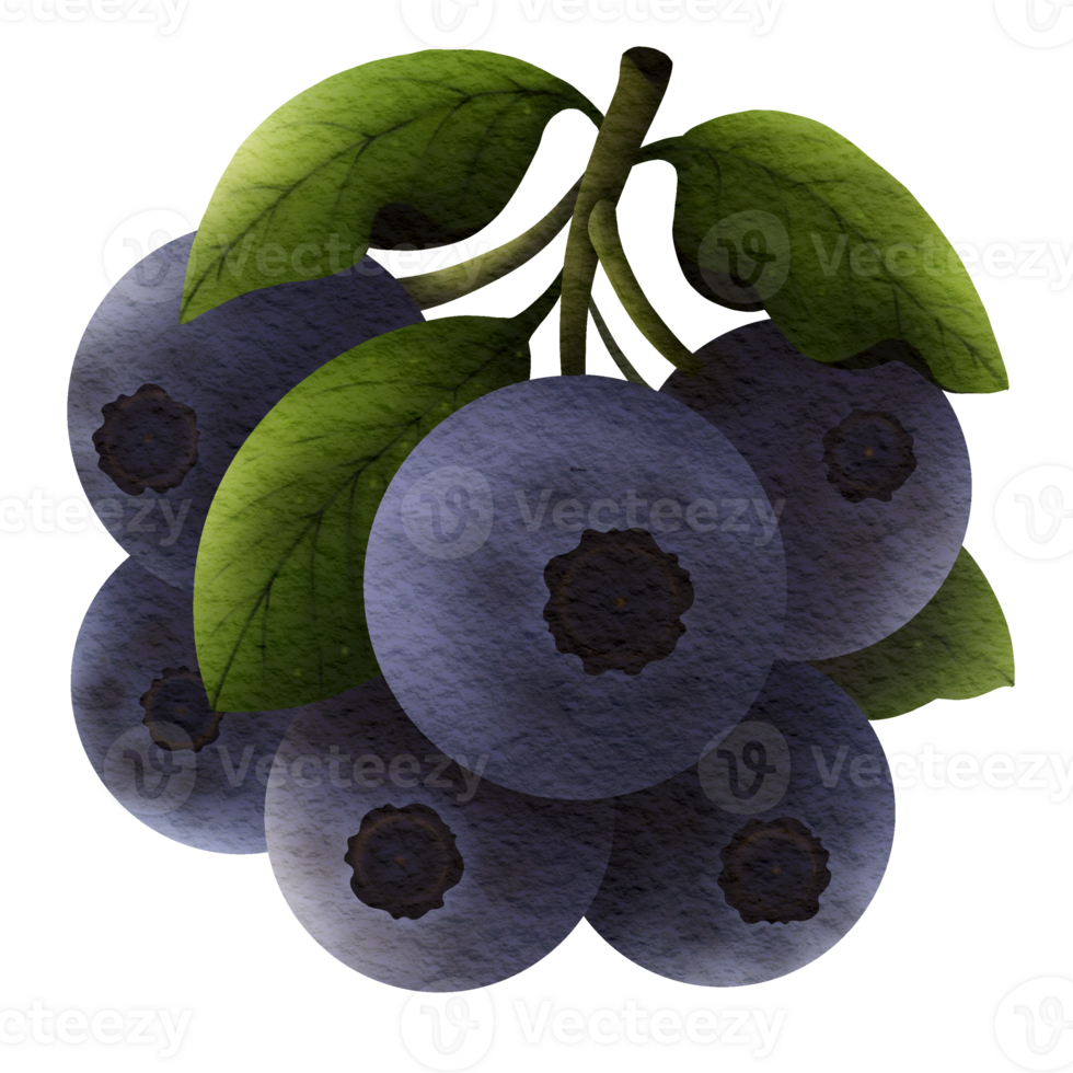 This picture is drawn and painted to look like blueberry. png