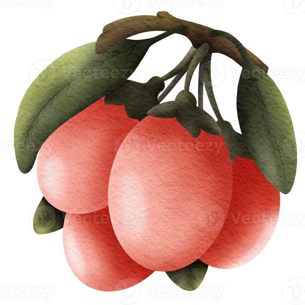 This picture is drawn and painted to look like goji berry. png