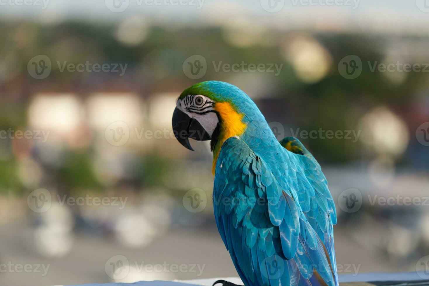 Close up of colorful scarlet Blue and gold macaw parrot pet perch on roost branch with blue clear sky background photo