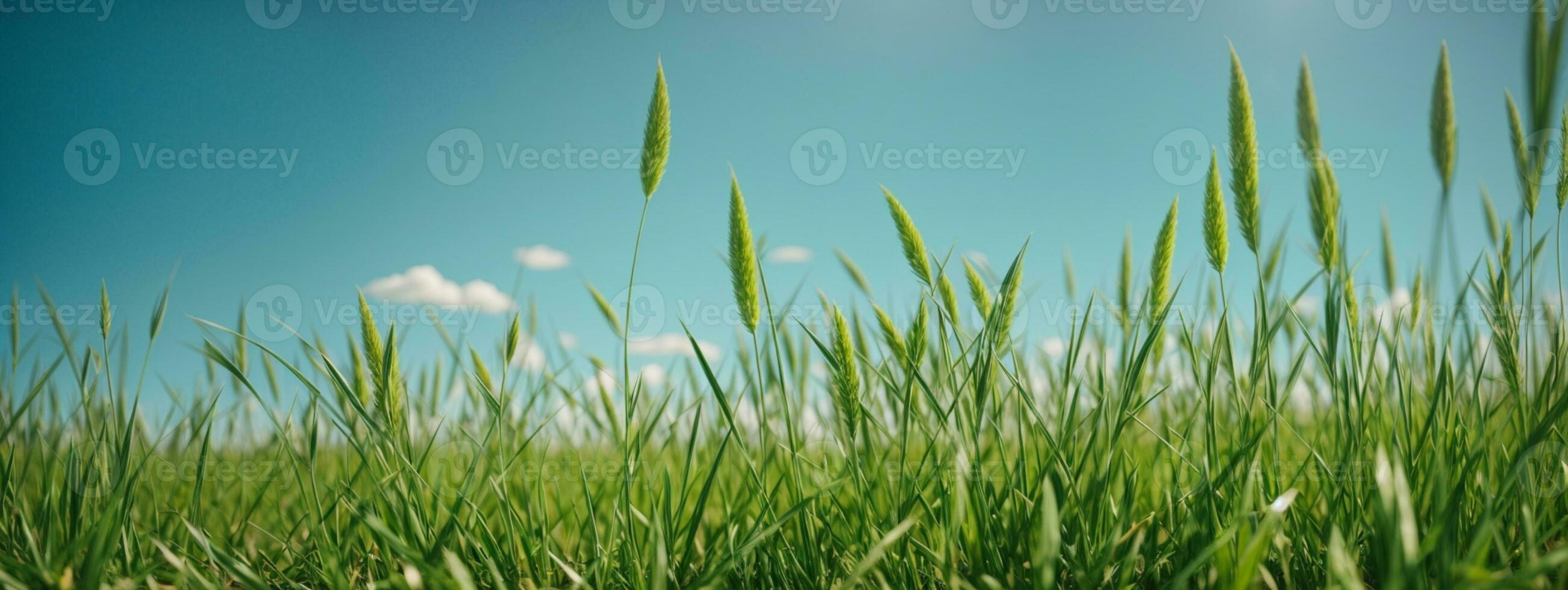 Green grass on blue clear sky, spring nature theme. Panorama. AI generated photo