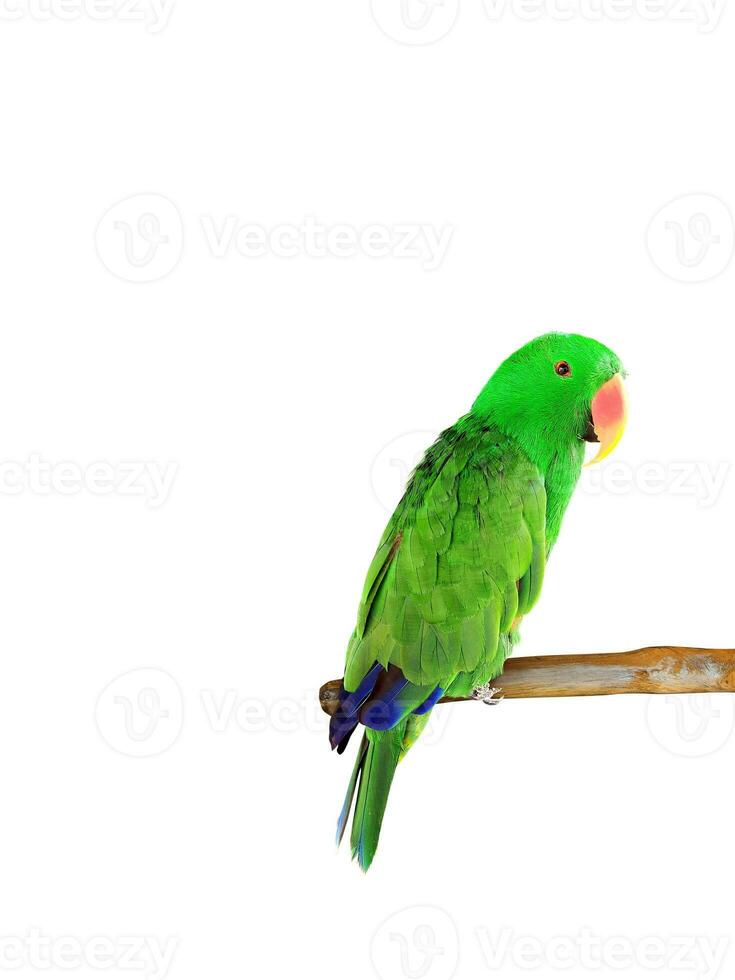 Beautiful green Electus parrot isolated on white photo