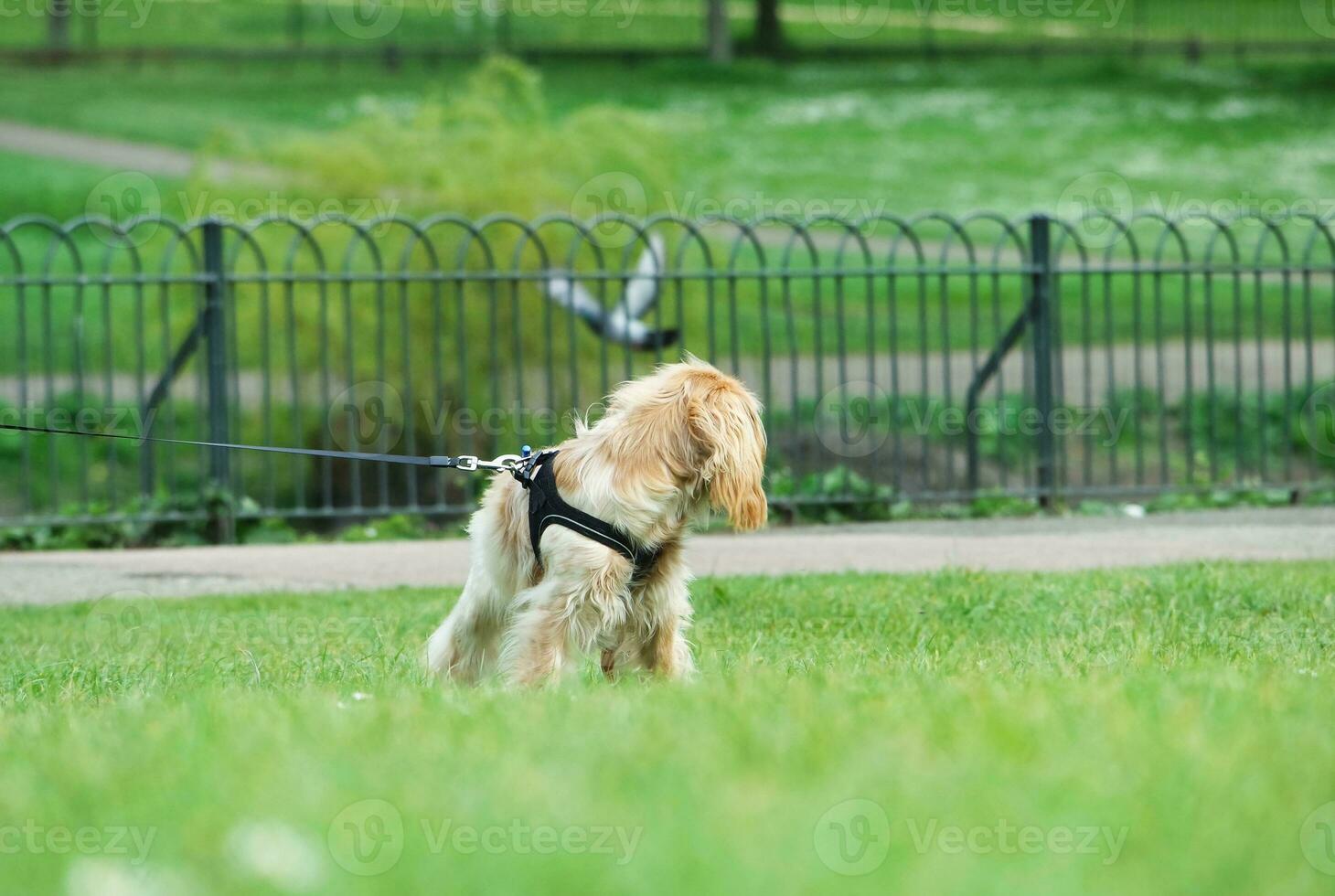 linda mascota perro en caminar a local público parque de Londres Inglaterra Reino Unido. foto