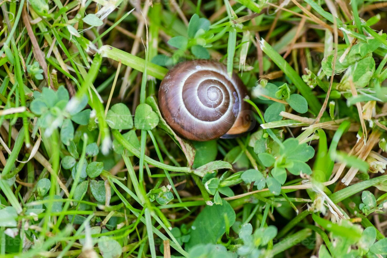 Snail Shell In Plants photo