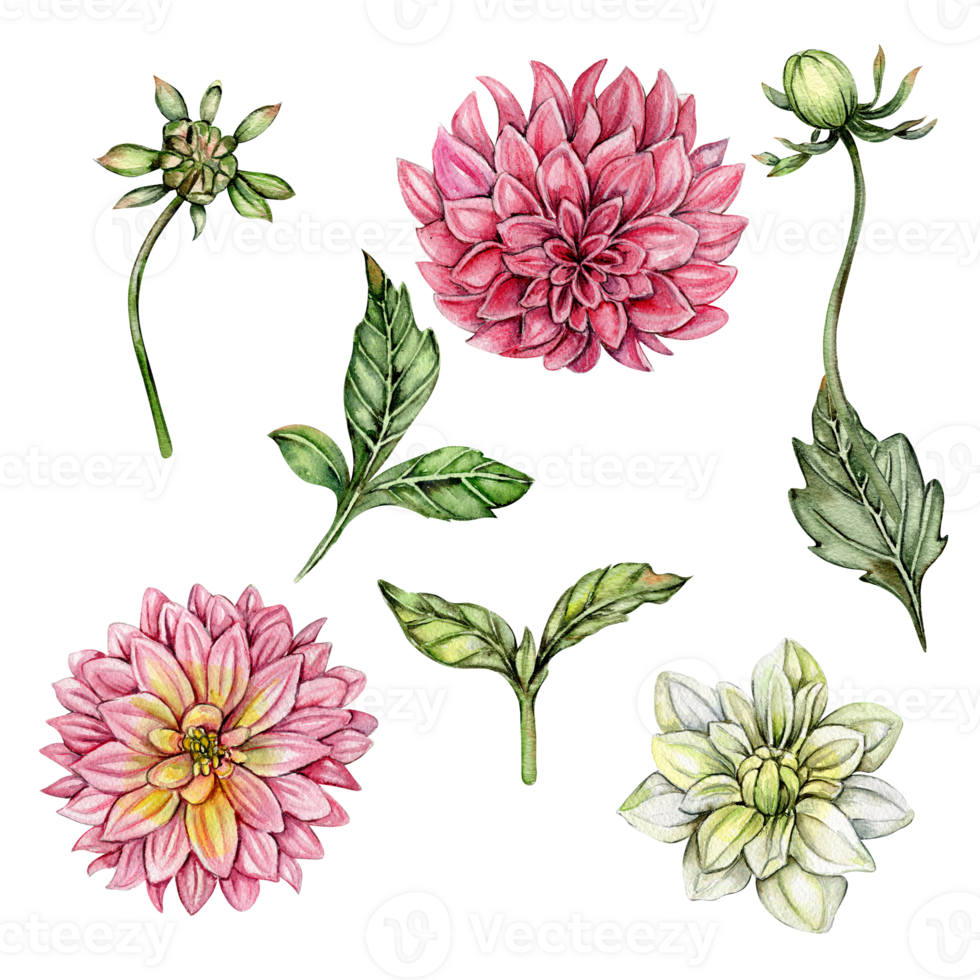 Dahlia, watercolor flower set. png