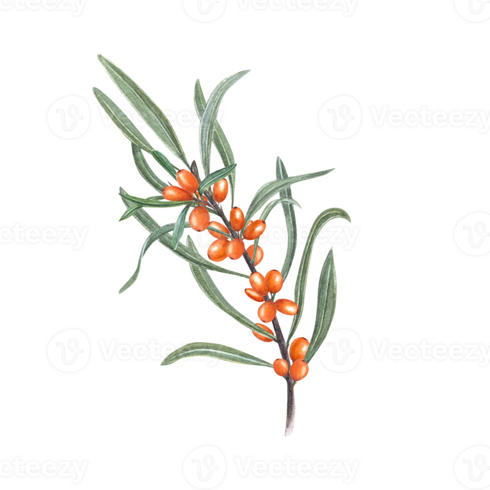 Sea buckthorn branch with green leaves. Watercolor botanical illustration of ripe orange berries for the design of patterns, greetings, package, advertising posters, labels png