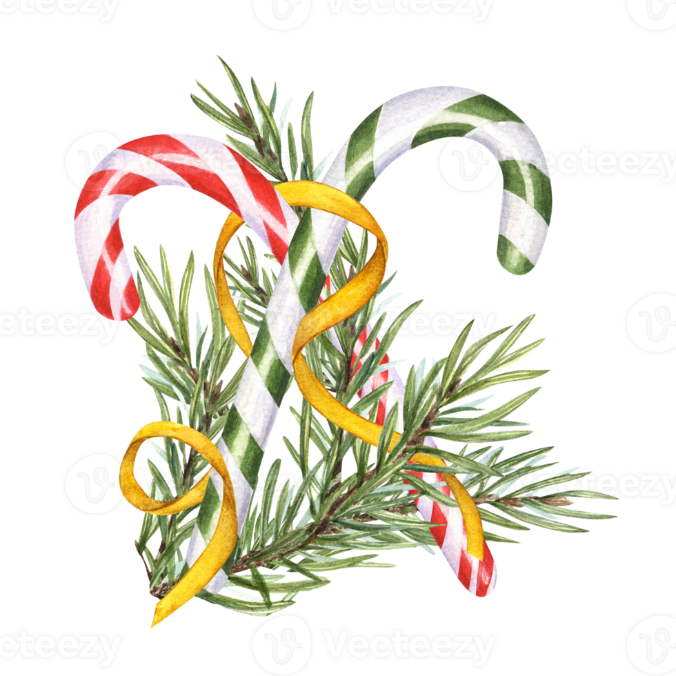 Red, green candy canes and spruce branch with gold ribbon. Christmas stick, caramel cane with striped ornate, Xmas sugar lollipop. Evergreen plant. Watercolor illustration for winter decoration png