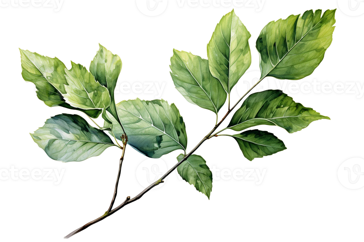 Branch with leaves on transparent background, created with generative AI png