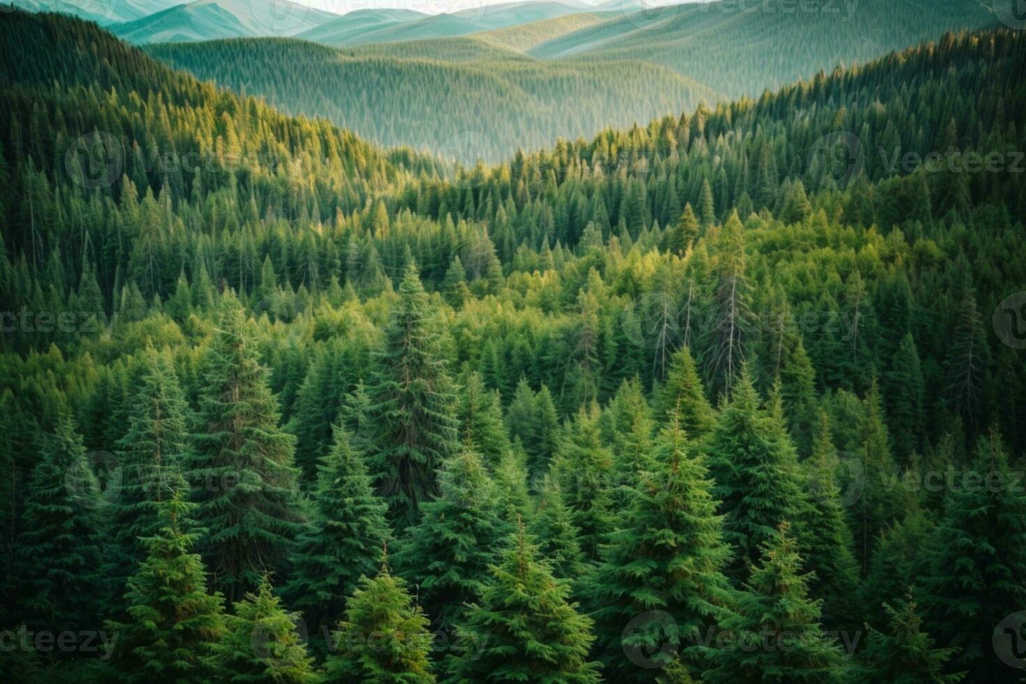 Healthy green trees in a forest of old spruce, fir and pine. AI generated photo