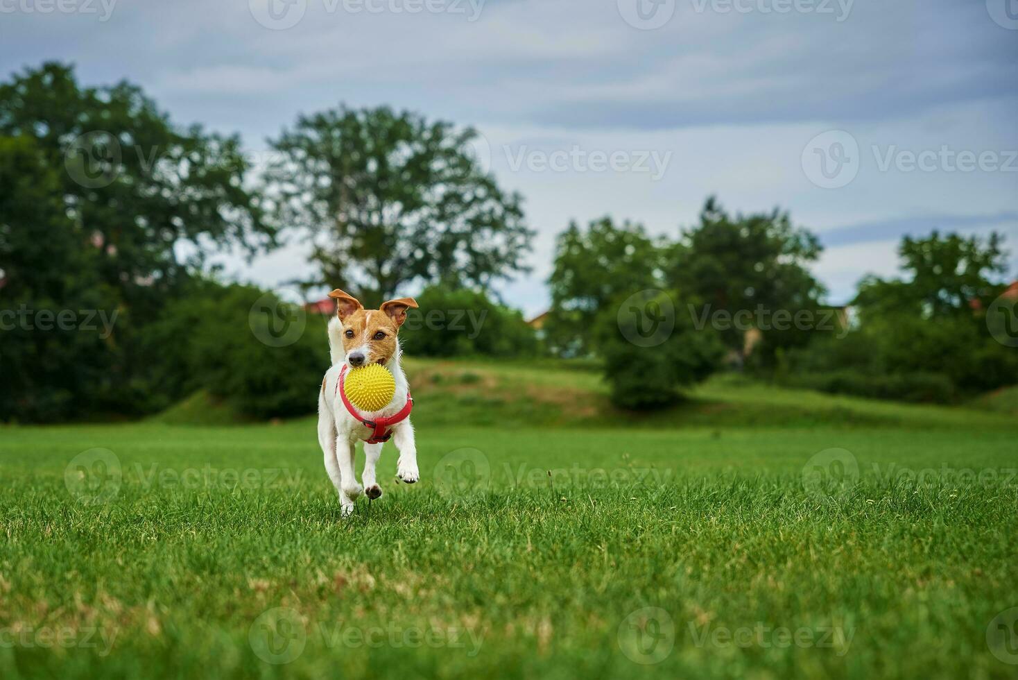 linda perro caminando a verde césped, jugando con juguete pelota foto