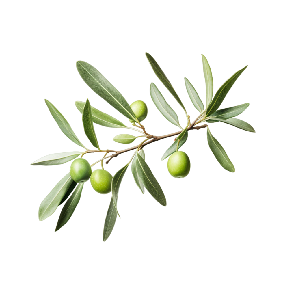 un dibujo de un rama de un aceituna árbol con verde aceitunas ai generativo png