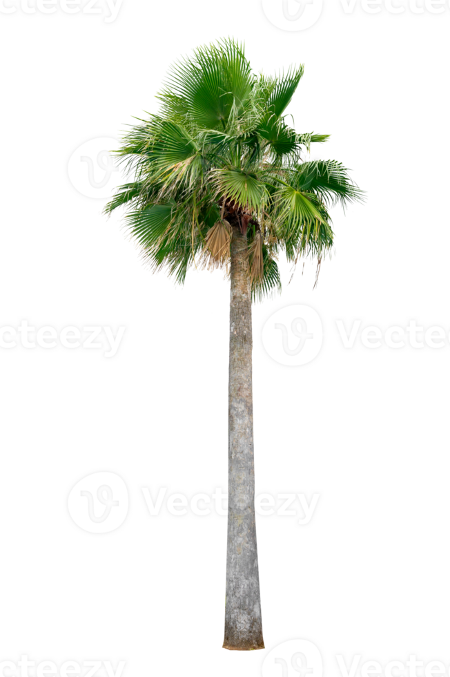 Large palm trees are used to decorate the garden isolate on transparent background PNG file