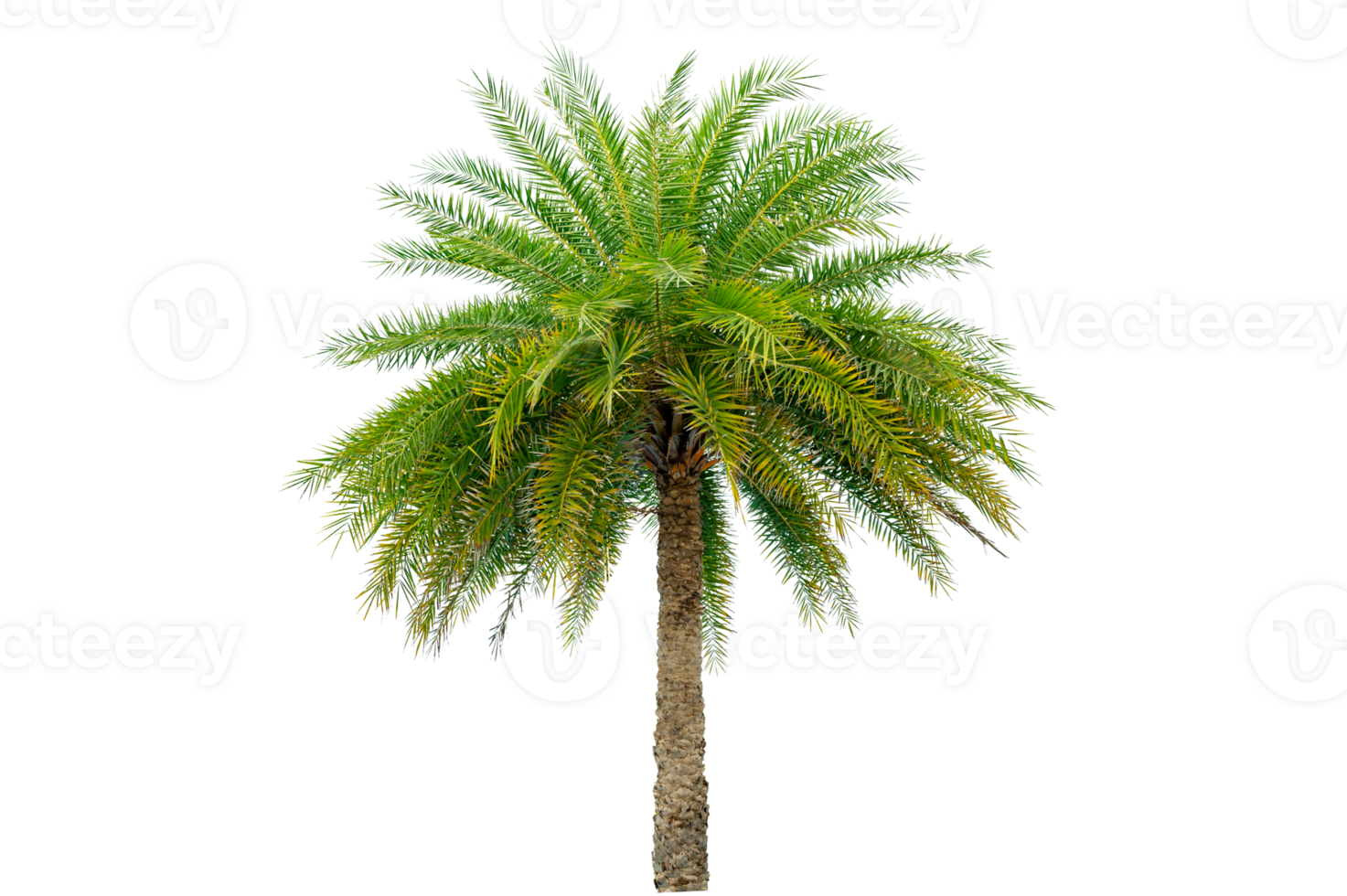 Large palm trees are used to decorate the garden isolate on transparent background PNG file