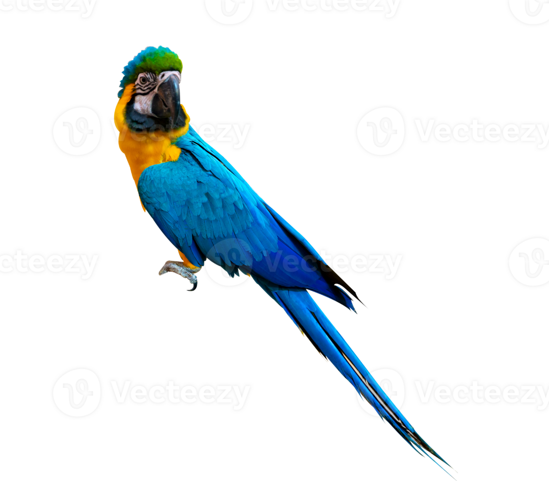 macaw parrot parakeet perching on isolate on transparent background PNG file