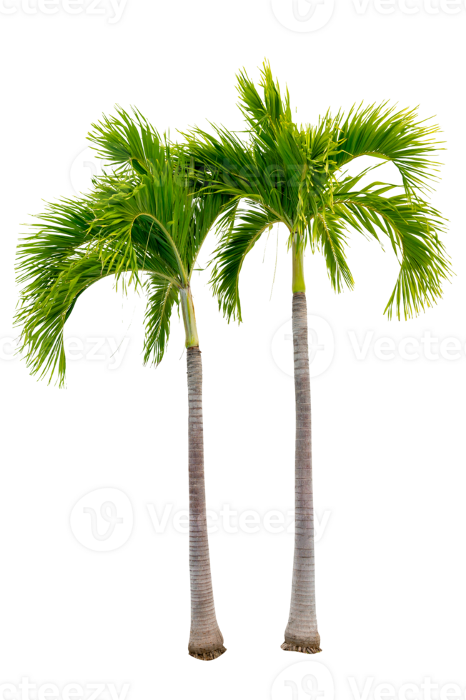 Large palm trees are used to decorate the garden isolate on transparent background PNG file