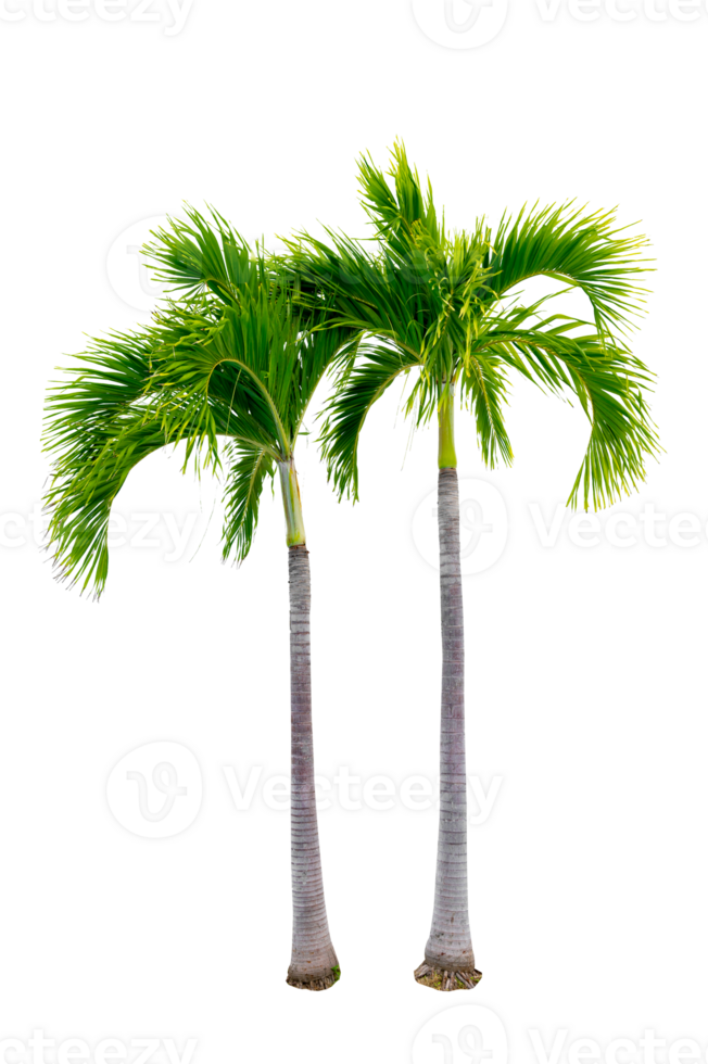 Large palm trees are used to decorate the garden isolate on transparent background PNG file
