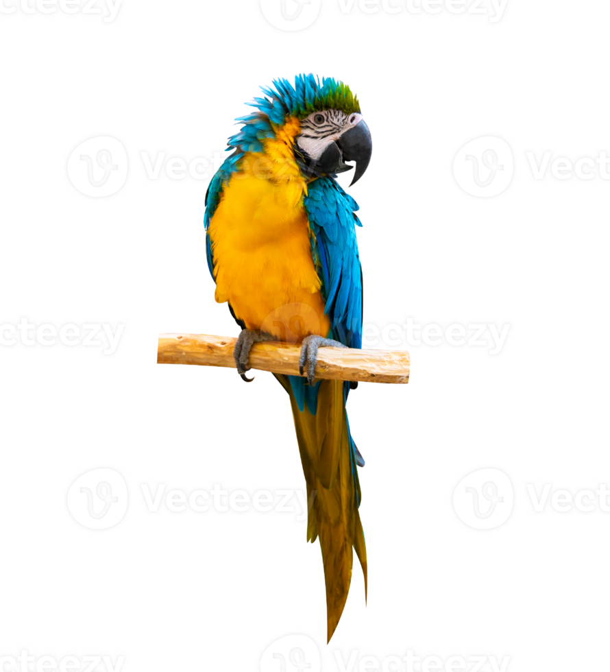 macaw parrot parakeet perching on isolate on transparent background PNG file