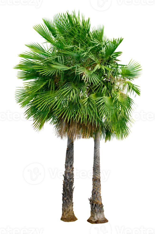 Large palm trees are used to decorate the garden isolate on transparent background PNG file