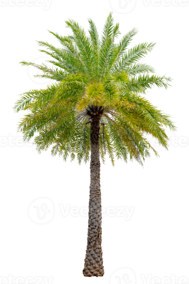 Large palm trees are used to decorate the garden isolate on transparent background PNG file