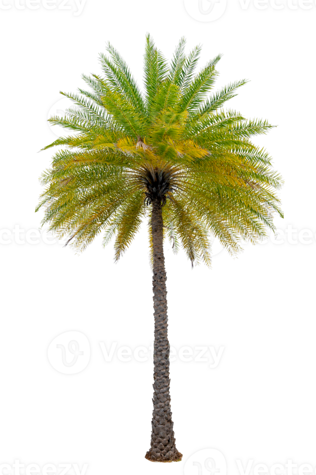 Large palm trees are used to decorate the garden isolate on transparent background PNG file
