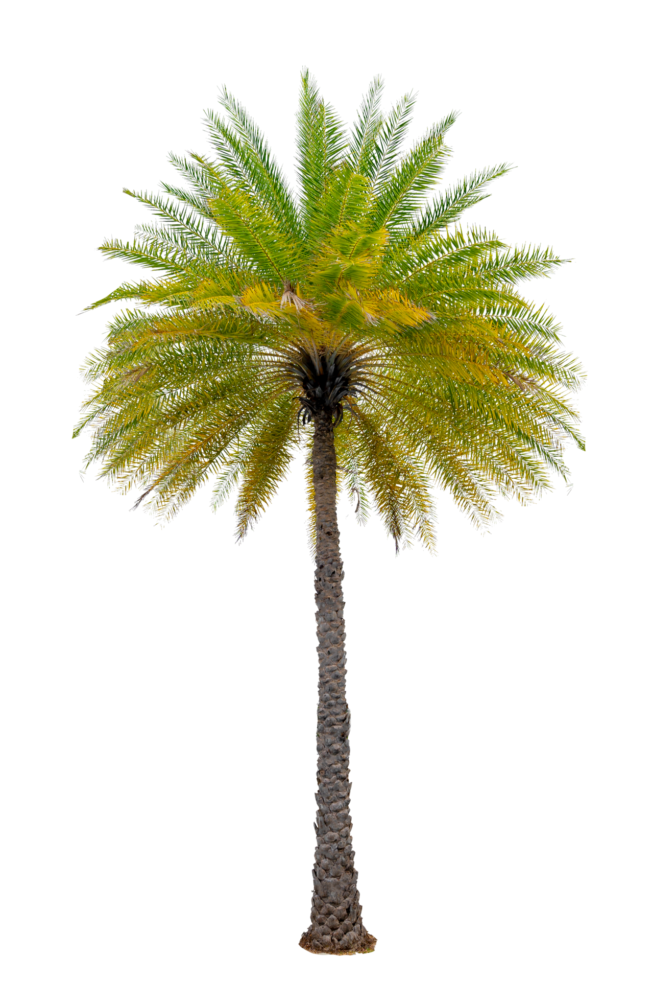 Large palm trees are used to decorate the garden isolate on transparent 