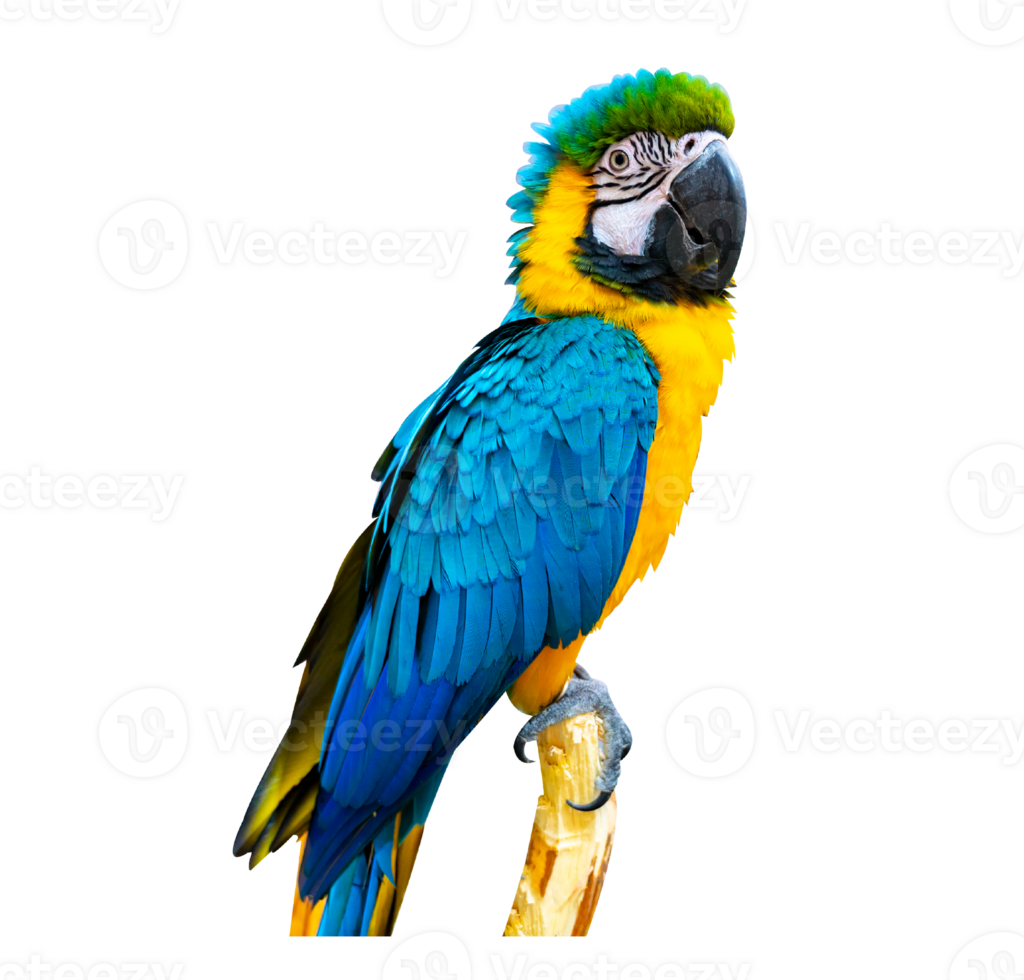 macaw parrot parakeet perching on isolate on transparent background PNG file