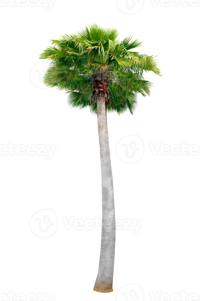 Large palm trees are used to decorate the garden isolate on transparent background PNG file