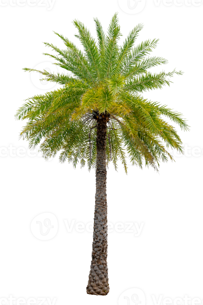 Large palm trees are used to decorate the garden isolate on transparent background PNG file