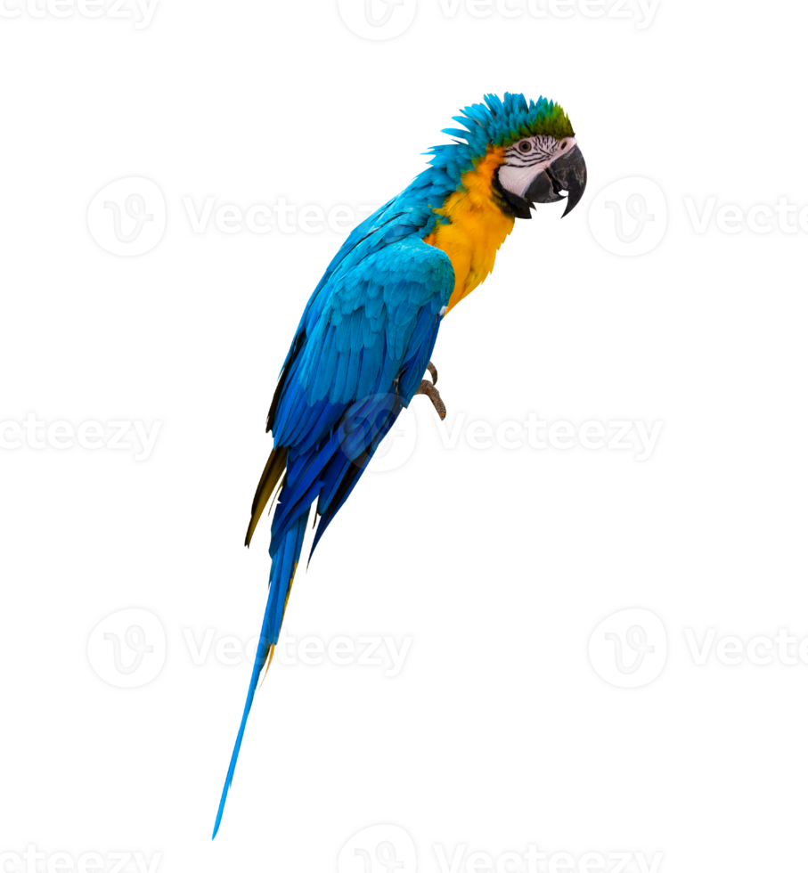 macaw parrot parakeet perching on isolate on transparent background PNG file