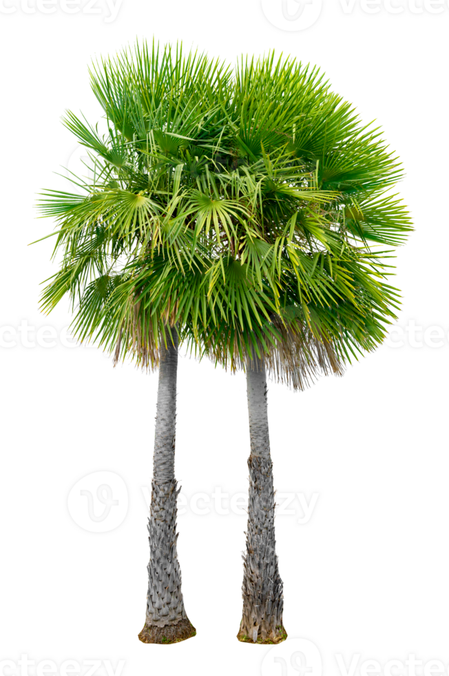Large palm trees are used to decorate the garden isolate on transparent background PNG file
