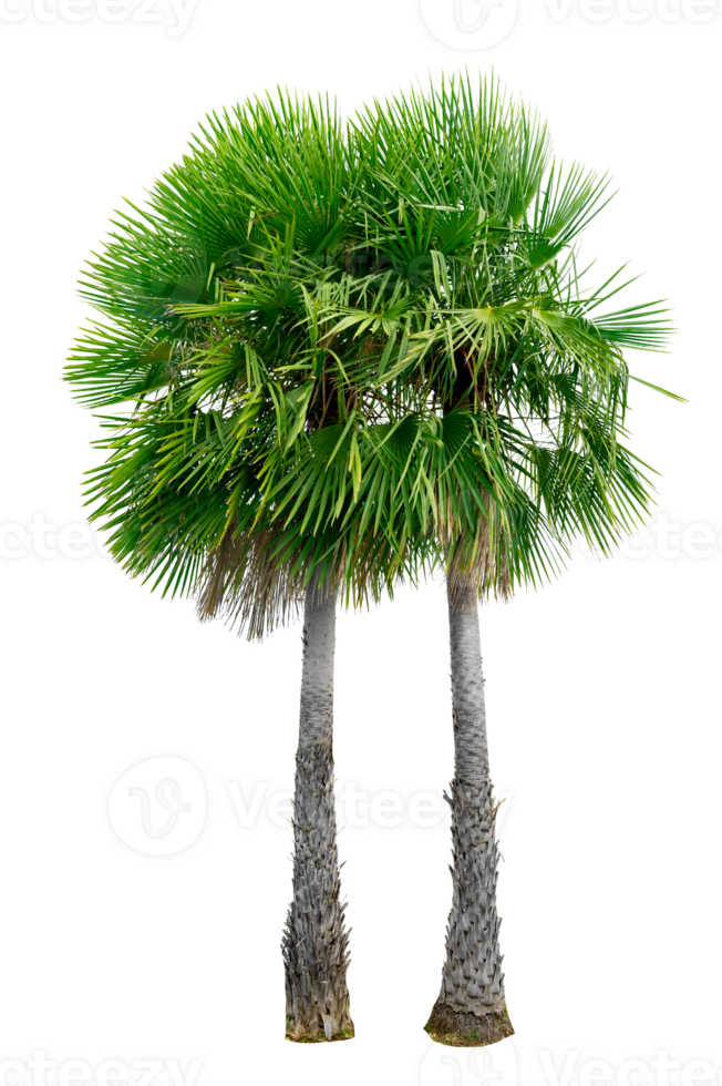 Large palm trees are used to decorate the garden isolate on transparent background PNG file