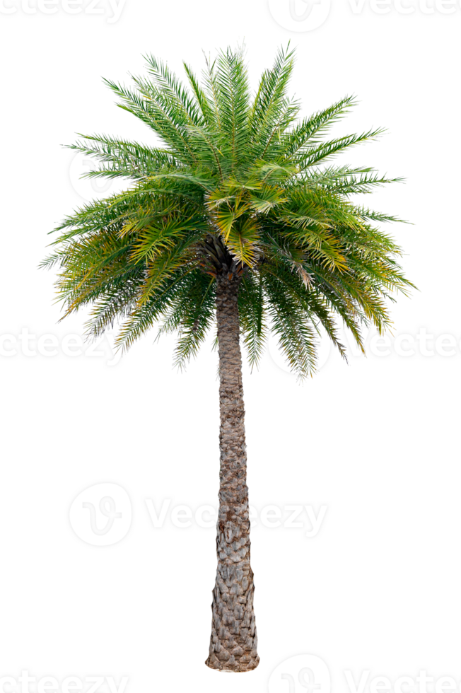 Large palm trees are used to decorate the garden isolate on transparent background PNG file