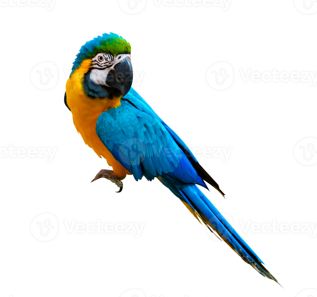 macaw parrot parakeet perching on isolate on transparent background PNG file